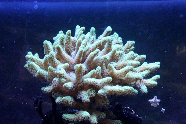 Mikähän tämä on ? kasvanu yhdestä oksasta ihan älynopeesti.