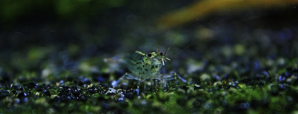 _MG_1009.JPG