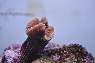 Kärsinyt Caulastrea