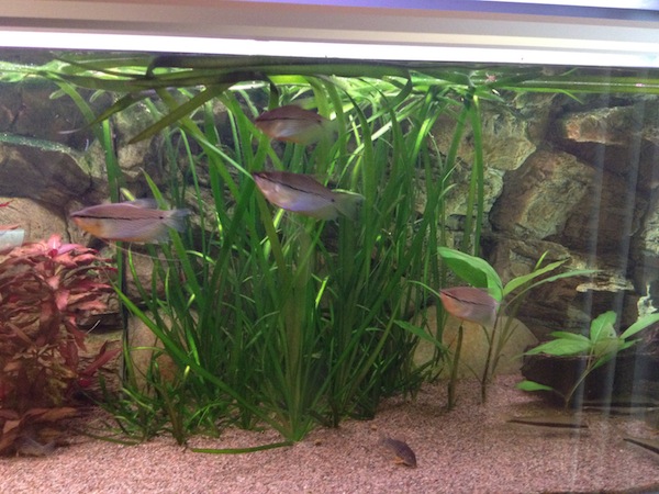 vallisneria.JPG