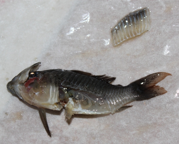 Nekropsia Brochis multiradiatus 3.JPG