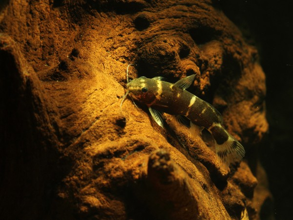 microsynodontis sp. nigeria?