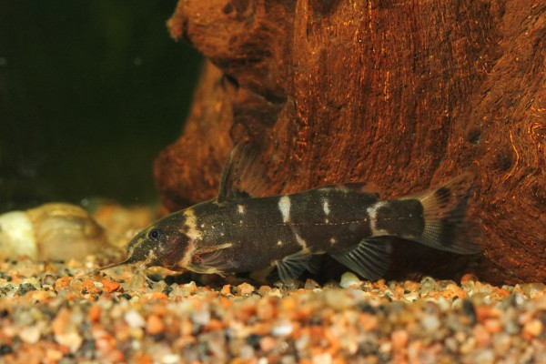 microsynodontis sp. nigeria?