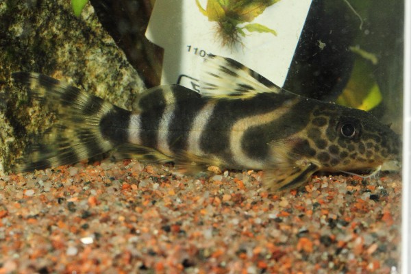 synodontis ornatipinnis?