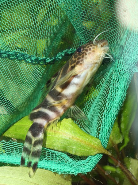 synodontis ornatipinnis?