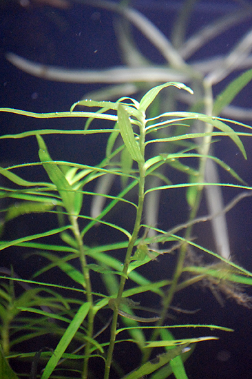 Kasvi sp. Nimi unehuksissa jo