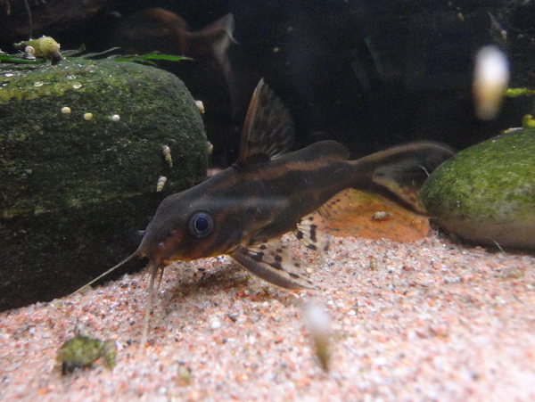 S. flavitaeniatus.png
