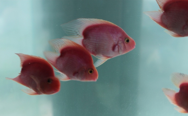 Tailless Parrot Cichlid.JPG