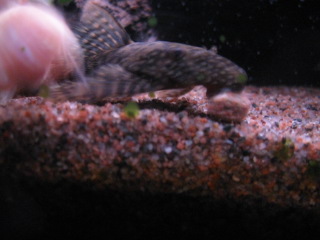 IMG_0015.JPG