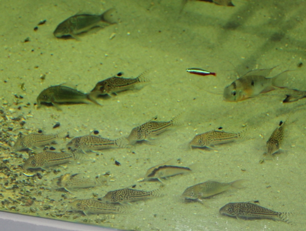 Berliini Sea Life 2011.JPG