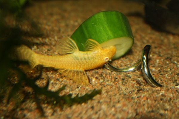 albiinoeukko kurkulla