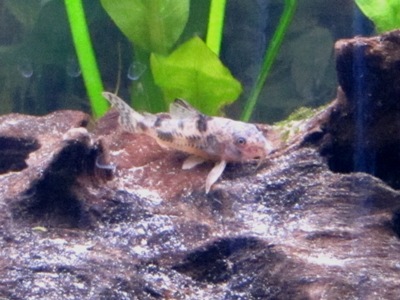 C. carlae.JPG