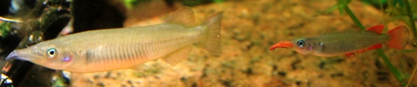 Nomorhamphus ebrardtii pair Autofix photo.JPG