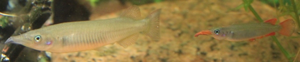 Nomorhamphus ebrardtii pair No Autofix.JPG