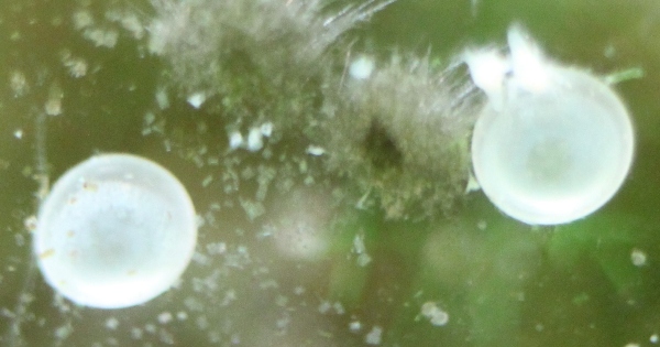 C. hastatus eggs size 1mm F16 No flash Resized Photo.JPG