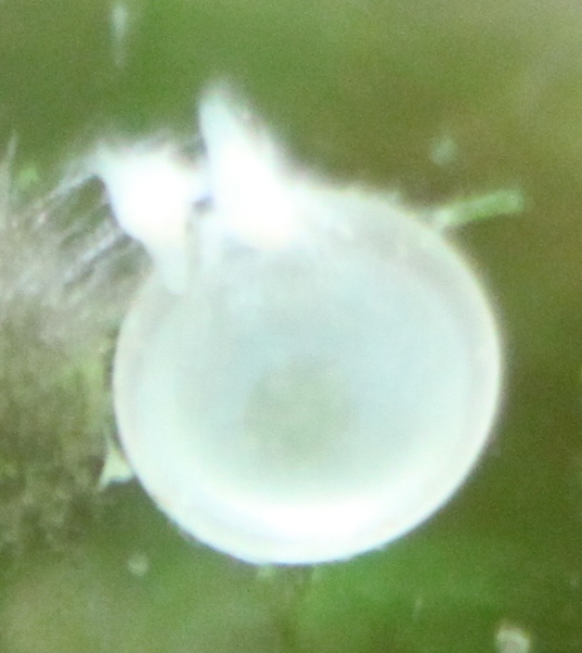 C. hastatus eggs size 1mm F16 No flash Single egg.JPG