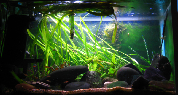 63 l pieni.jpg