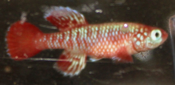 Nothobranchius eggersi 44 days old size under 30mm.JPG