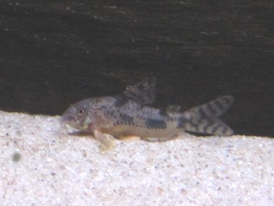 Corydoras carlae