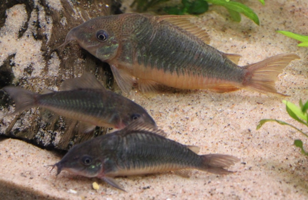 B. splendens.JPG