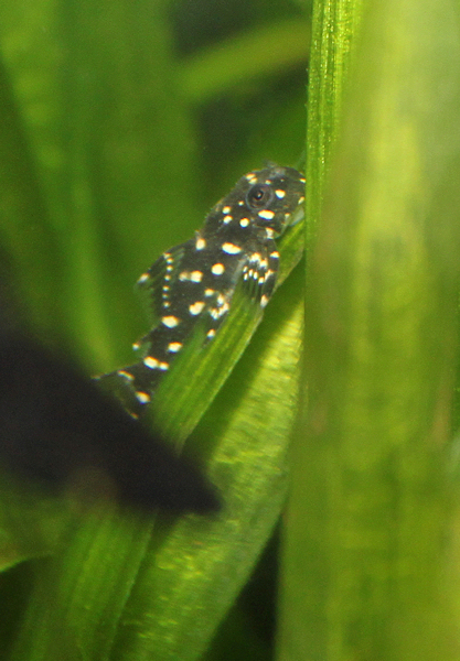 Helmipalloplekon poikanen