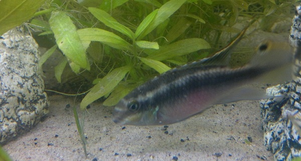 Palettikala uros,.--.jpg