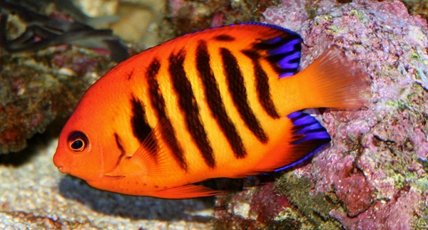 Loricula.JPG