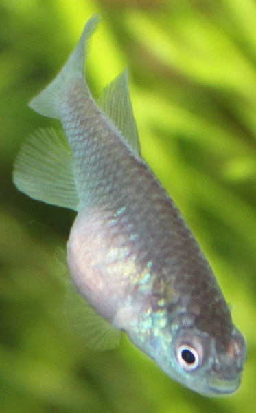 73days old Nothobranchius eggersi red Rufigi River TAN 95-07.JPG
