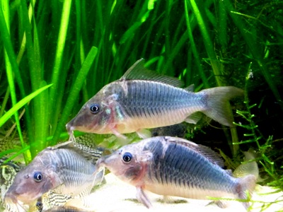 Brochis multiradiatus.JPG
