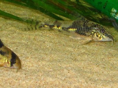 Scleromystax barbatus naaras.JPG