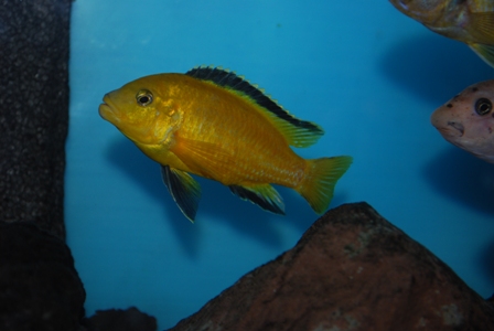 labidochromis caeruleus ilmeisesti?