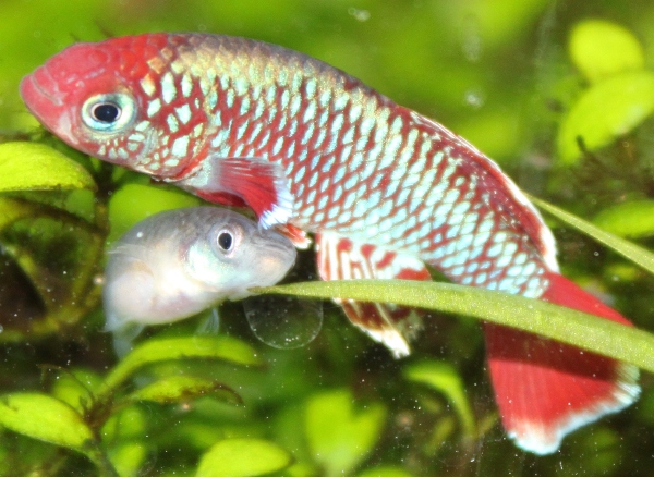 N. eggersi 84 days old pair (1).JPG