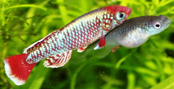 N. eggersi 84 days old pair (2).JPG