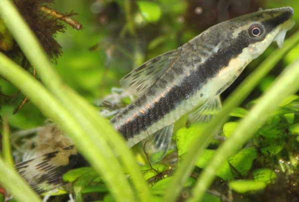Otocinclus sp..JPG