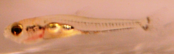 Dawkinsia tambraparniei 3 weeks old – MINI.JPG