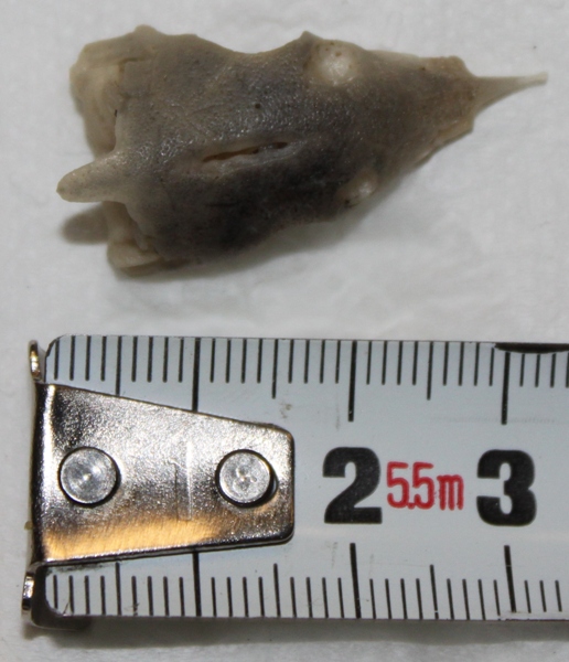 Skull measurement MINI.JPG