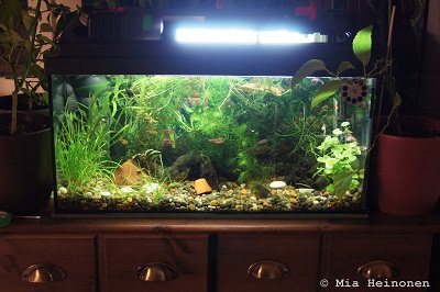 54l.jpg