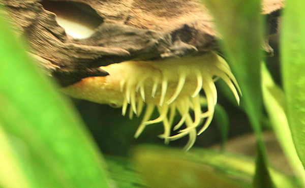 Örkki-partis vai merivuokko?