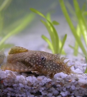 Partamonni Lötkö, arviolta 2 vee.