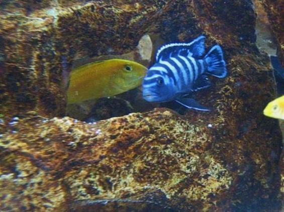 Demasoni2.jpg