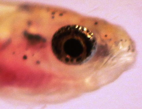 Dawkinsia tambraparniei 40 days old.JPG