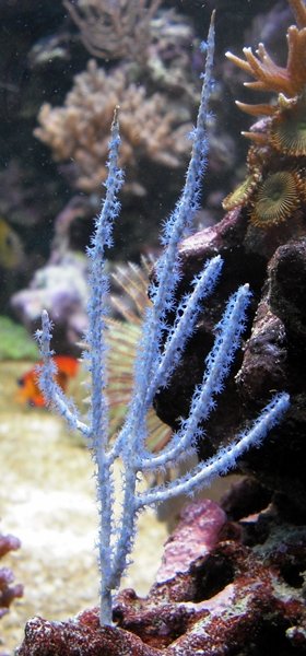 Guaiagorgia sp..JPG