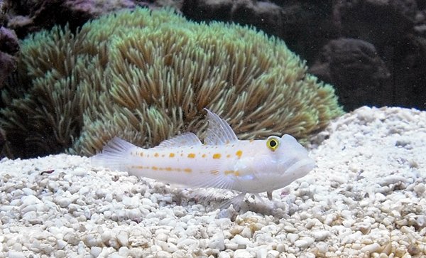 Valenciennae puellaris.JPG