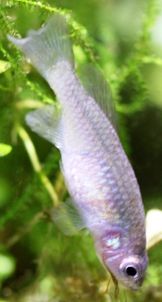 N eggersi 140 days old (2).JPG