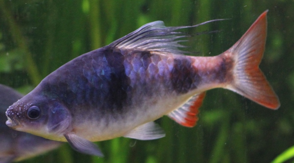 Dawkinsia tambraparniei December 2012.JPG