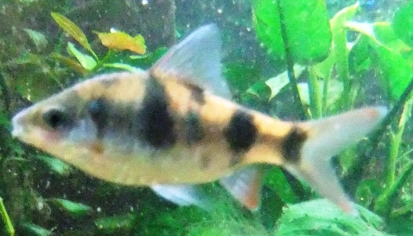 Dawkinsia tambraparniei May 2010 (2).JPG