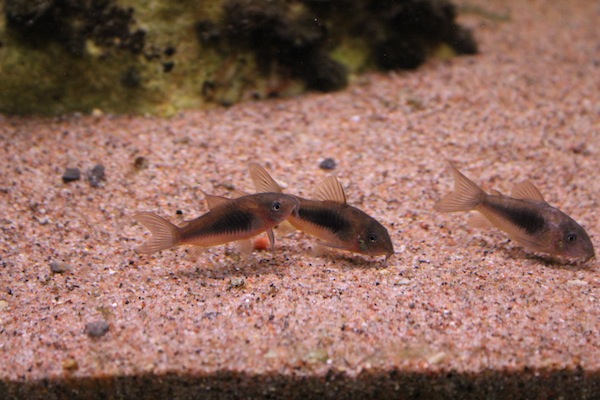 Corydoras sterbai