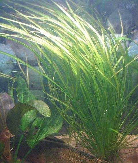 E.Vesuvius suorana.JPG