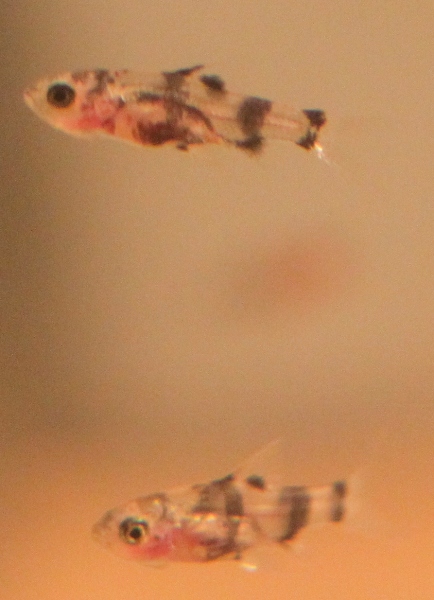 Dawkinsia tambraparniei 89 days old fry 15mm.JPG
