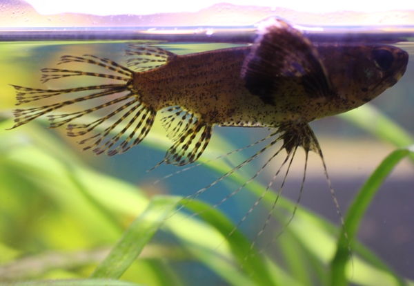Pantodon buchholzi.JPG